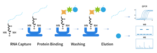 Co-IP Kit: A Key Tool for Deciphering Protein-Protein Interactions
