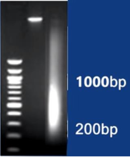 ChIP Experiment Protocol &amp; Troubleshooting Guide: Empowered by ANT BIO PTE. LTD. Products