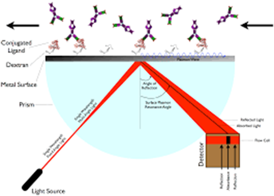 Principle and Applications of Surface Plasmon Resonance (SPR) Technology