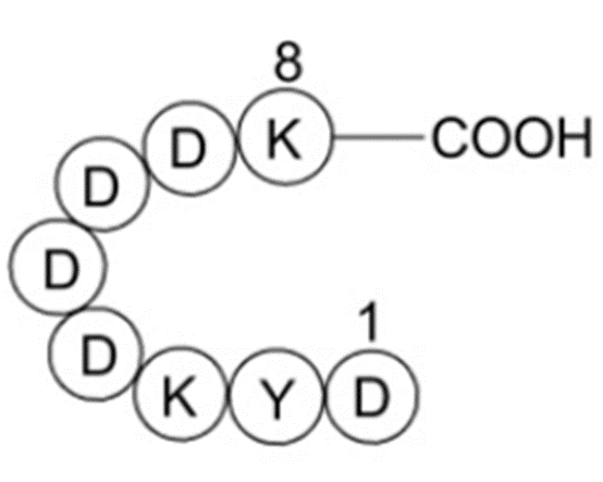 Protein Purification Marvel: How Flag Tags and Antibodies Serve as the "Positioning Navigators" in Scientific Research