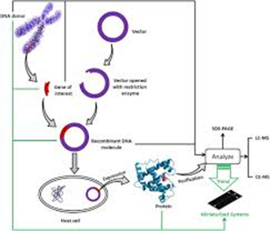 Research and Application Progress of SHPS1 Recombinant Protein