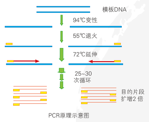PCR Technology Overview &amp; High-Quality Reagents by ANT BIO PTE. LTD.