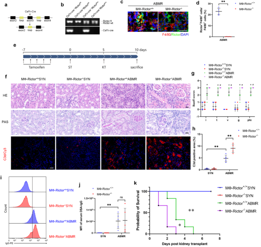 Breaking Through the Dilemma of Kidney Transplant ABMR Treatment: ANT BIO PTE. LTD. CoIP Kit (abs955) Aids in Deciphering the Rictor-p65-NLRP3 Molecular Mechanism