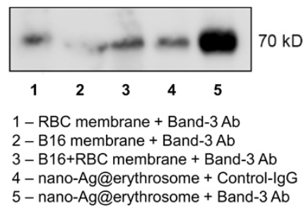 ANT BIO PTE. LTD. abs955 CoIP Kit Empowers Cancer Vaccine Research, Featured in Science Advances (IF 14.136)