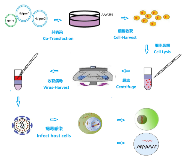 Dialyzed Fetal Bovine Serum: A Critical Enabler for Precision Life Science Research