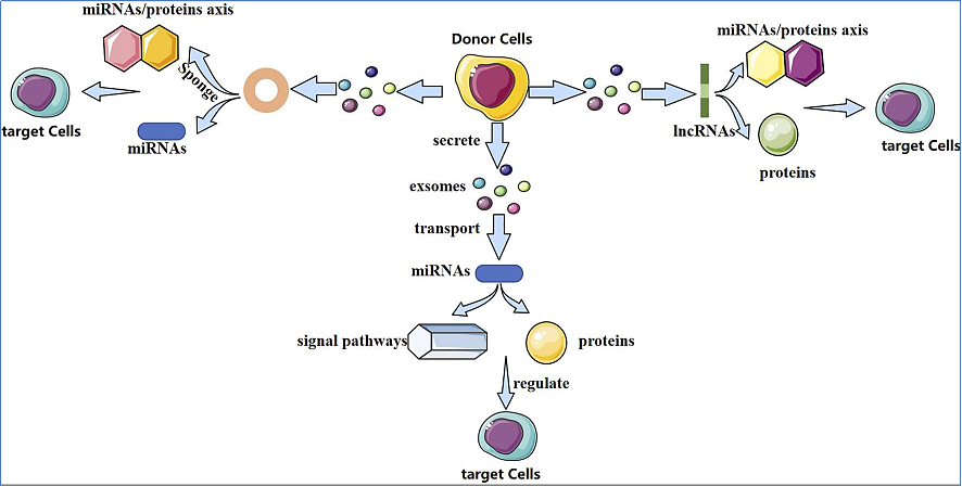 Tool Enzymes: The Indispensable Cornerstones of Molecular Biology Experiments