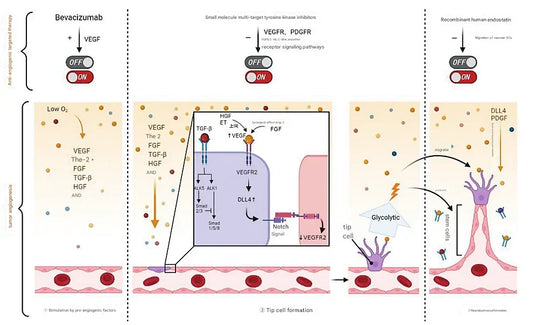 Exosomes and Angiogenesis: A Cutting-Edge Frontier in Life Science Research