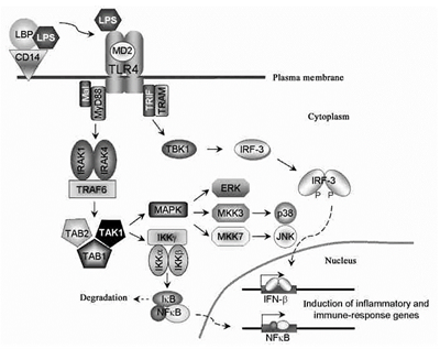 Lipopolysaccharide Inflammation Model: Core Mechanisms, Applications and High-Quality Reagent Solutions