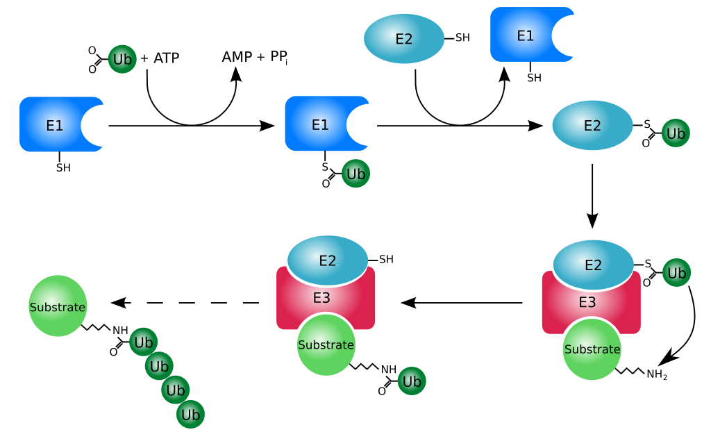Protein Post-Translational Modification: The Precise Regulator of Life Activities