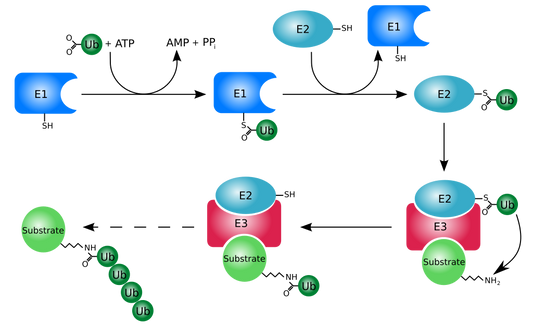 Protein Post-Translational Modification: The Precise Regulator of Life Activities
