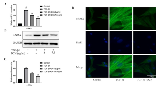Decorin: A Versatile "Tool" in Disease Model Research
