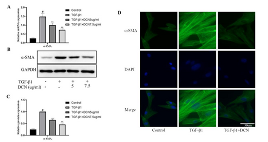 Decorin: A Versatile "Tool" in Disease Model Research