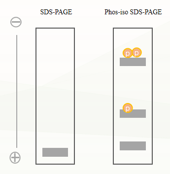 Glass Gel Phosphoprotein Precast Gel: Principles, Technologies, and Applications