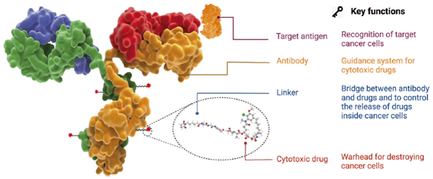 ADC Drug R&D Solutions: Key Elements, Preparation, and Core Products