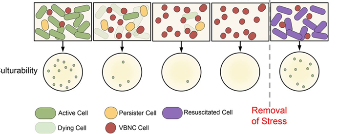 Introduction to Microbial Plate Counting Method and Flow Cytometry Detection Method
