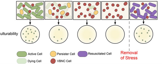 Introduction to Microbial Plate Counting Method and Flow Cytometry Detection Method