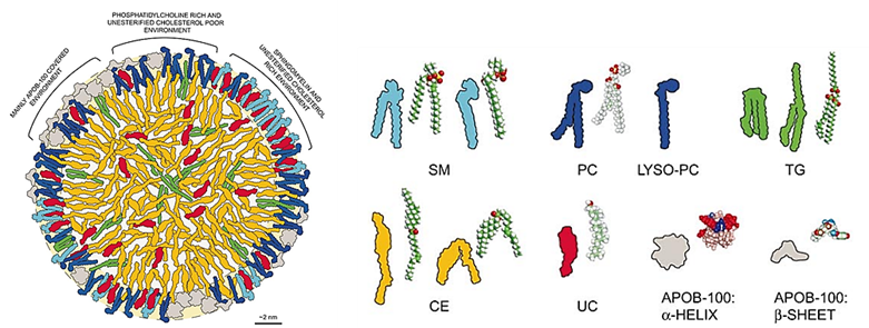 Product Focus — Rat Tail Collagen I, the Soft "Mattress" for Cells