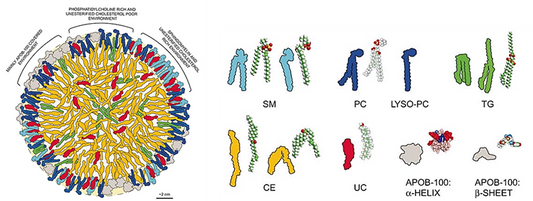 Product Focus — Rat Tail Collagen I, the Soft "Mattress" for Cells