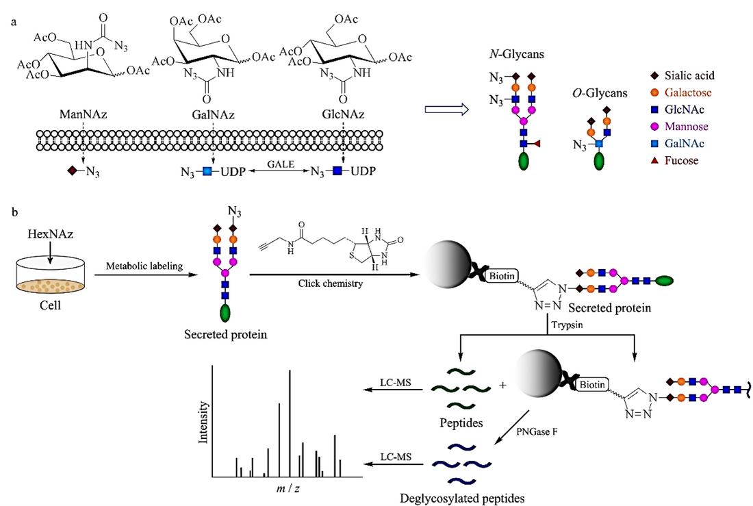 Product Focus — Pertussis Toxin (PTX), a Key Tool for Molecular Interaction Research