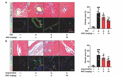 Bovine Serum Albumin (BSA): A Versatile and Indispensable Reagent in Life Science Research