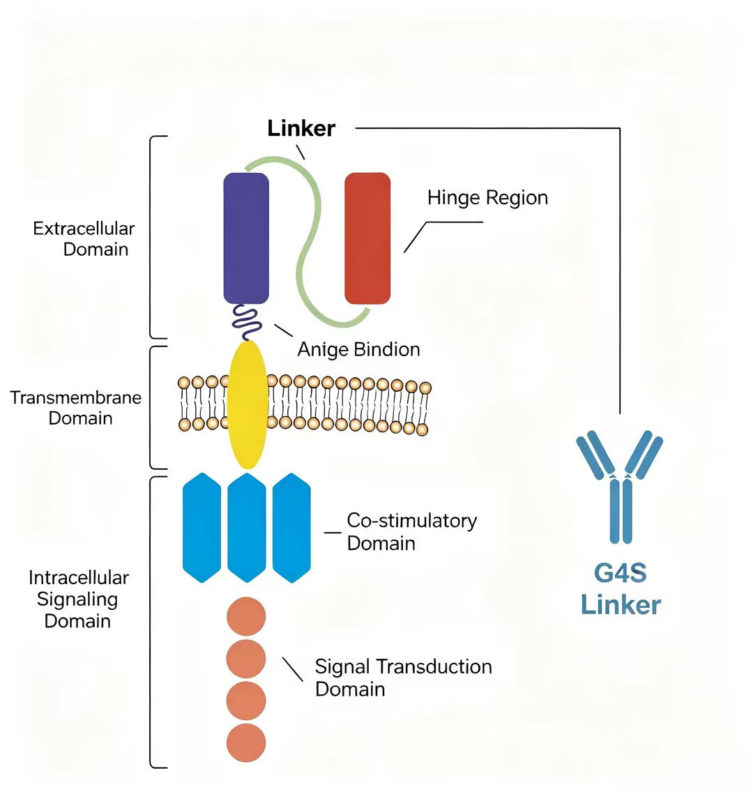 How One-Stop Antibody Customization Empowers Scientific Research