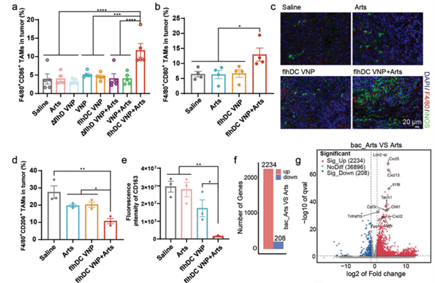 Tumor-Targeting Bacterial Flagella Reprogram TAMs via Local Hemorrhage: A Novel Antitumor Strategy (IF=29.4) — Supported by ANT BIO PTE. LTD.