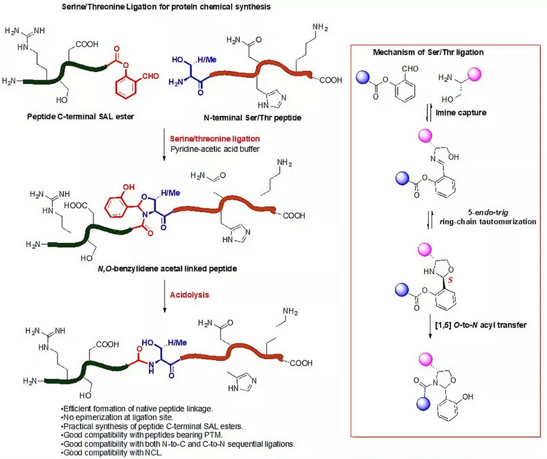 What role do serine/threonine phosphorylation antibodies play in protein synthesis research?