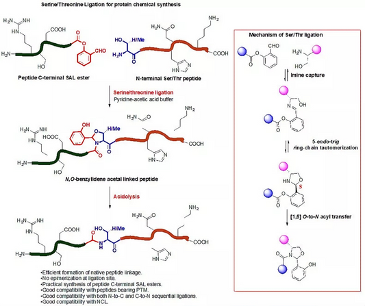 What role do serine/threonine phosphorylation antibodies play in protein synthesis research?