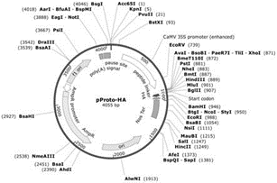 PNGase F Deglycosylation Technology: Principles, Applications, and Research Advances