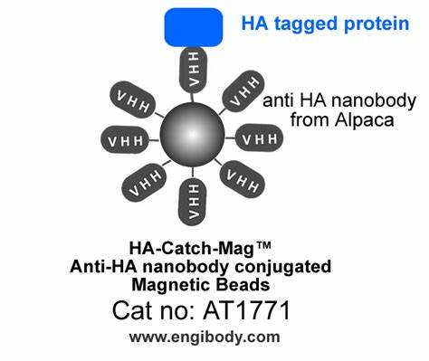 Research Progress on HA Tag Antibody: Mechanisms, Applications, and Challenges