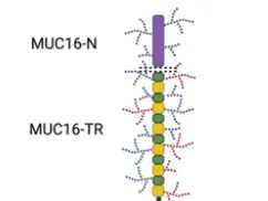 MUC-16/CA125 Antibodies in Cancer Diagnosis Treatment
