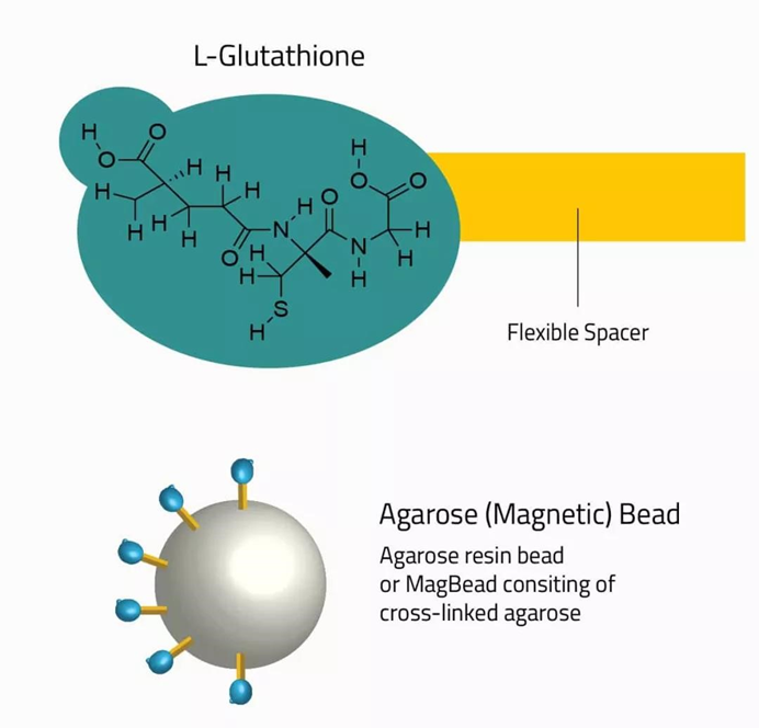 Preparation and Application Strategies of GST Tag Antibodies in Protein Research