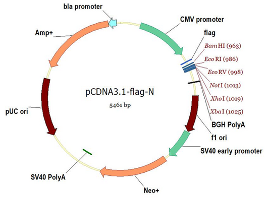 Flag Tags and Antibodies: A Precision "Combination Punch" for Protein Research