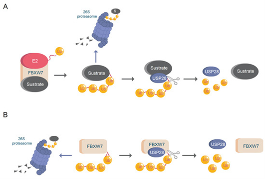 USP28: A Key Deubiquitinase in Cell Fate Regulation  &nbsp;