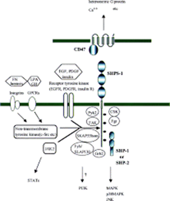 SHPS1 Protein: Research Advances in a Multifunctional Cell Surface Receptor