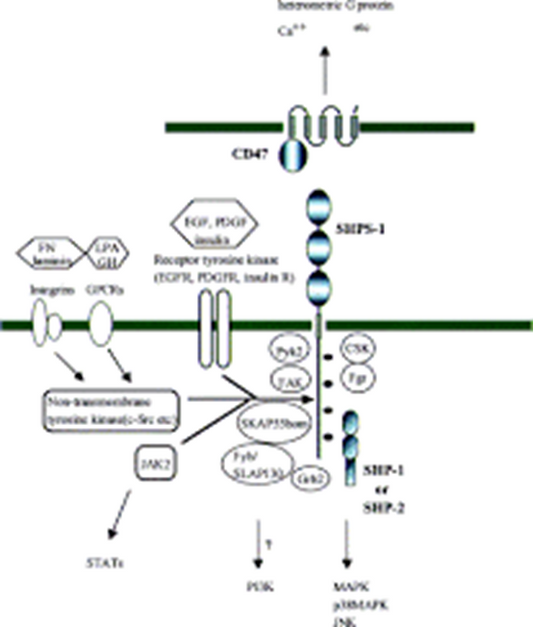 SHPS1 Protein: Research Advances in a Multifunctional Cell Surface Receptor