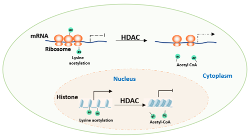A Comprehensive Guide to Protein Acetylation Research: From Modificati ...