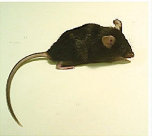 EAE Model Construction: Key Insights, Methodological Nuances, and ANT BIO PTE. LTD's Product Support