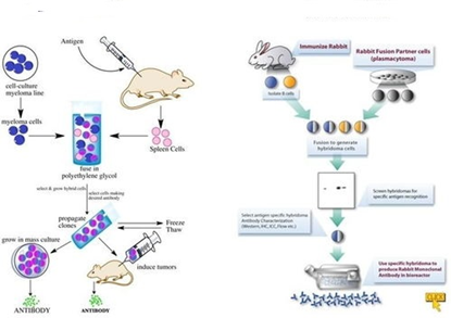 Tau-4: Exploring a Novel Therapeutic Target in Alzheimer's Disease Research