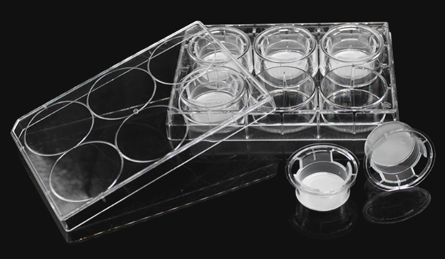 Tumor-Associated Macrophages (TAMs) Co-Culture Protocols: Unveiling Tumor Microenvironment Interactions with ANT BIO PTE. LTD.'s Research Tools