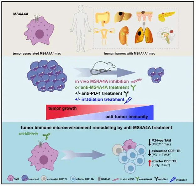 Targeting MS4A4A on TAMs: Restoring CD8+ T-Cell Antitumor Immunity—Insights from Colorectal Cancer Research Supported by ANT BIO PTE. LTD.