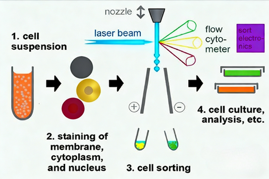 Key Issues and Optimization Strategies in CD14-Positive Cell Sorting Technology