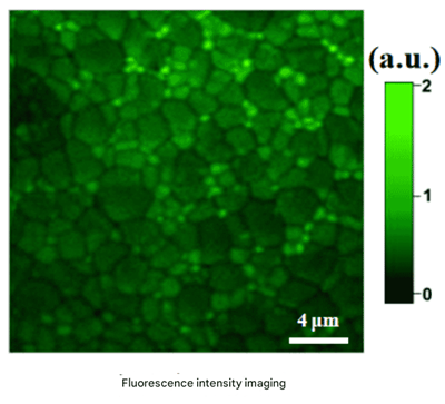MPK5 Protein: The Molecular Hub Orchestrating Plant Stress Responses and Agricultural Innovations