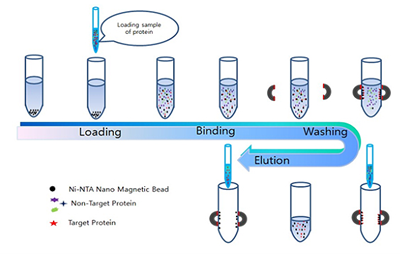 Endoglycosidase H (Endo H): A Cornerstone Tool for Glycosylation Research and Biopharmaceutical Innovation