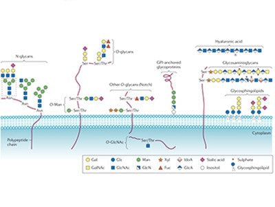 Endoglycosidase H (Endo H): Molecular Mechanisms, Multidisciplinary Applications, and Future Innovations