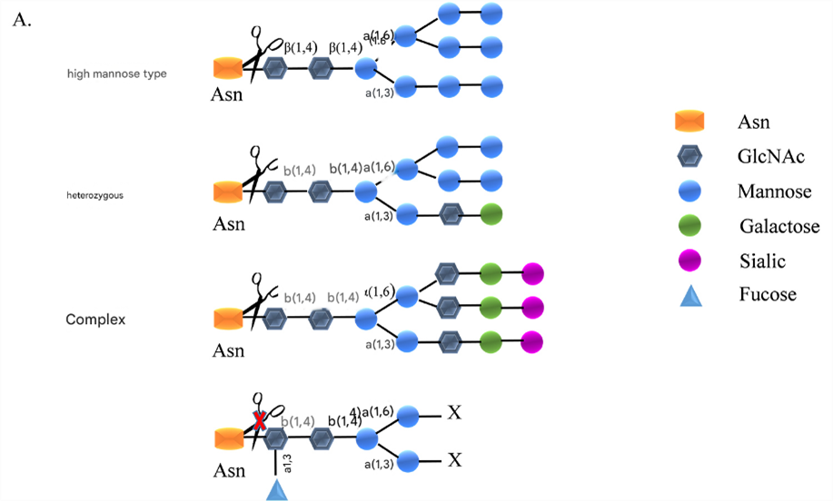 Endoglycosidase H (Endo H): Functional Insights, Technological Innovations, and Multidisciplinary Applications