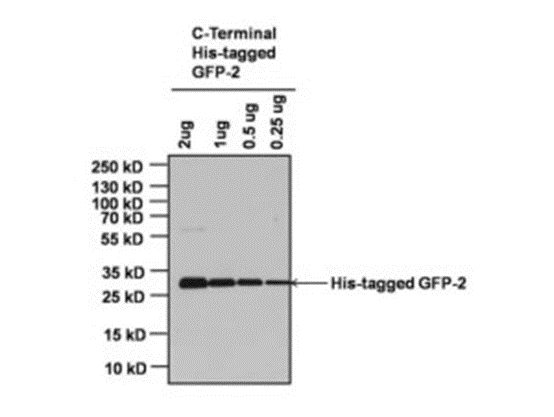 Research Advances in the Development and Application of Myc Tag Antibodies