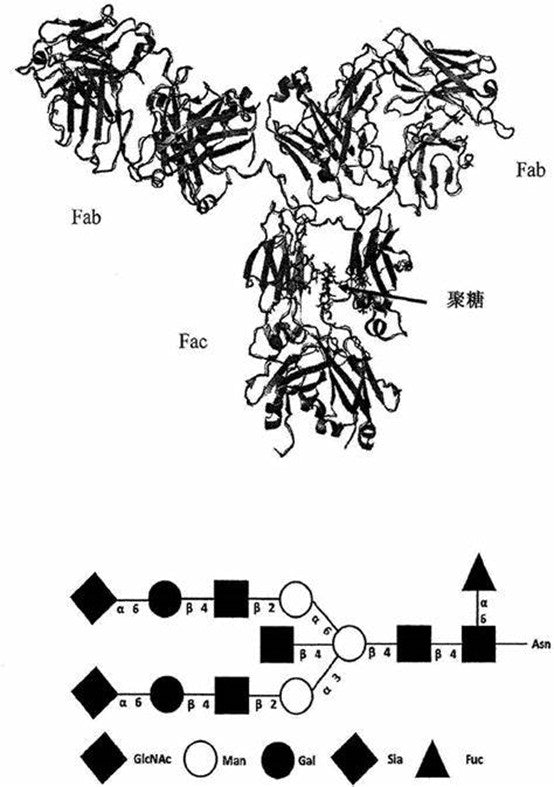 Endoglycosidases: Molecular Characteristics, Comparative Analysis, and Transformative Glycoproteomic Applications