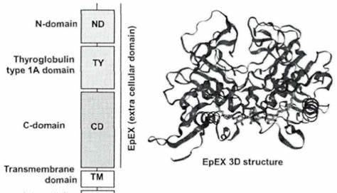 EpCAM (CD326): From Adhesion Molecule to Transformative Tumor Therapeutic Target—Three Decades of Research Progress