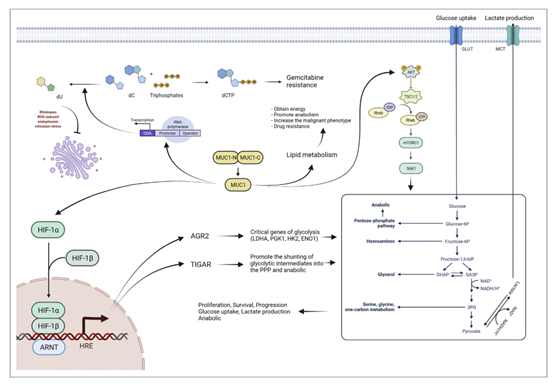 MUC1 Antibodies in Cancer Diagnosis, Treatment and Application